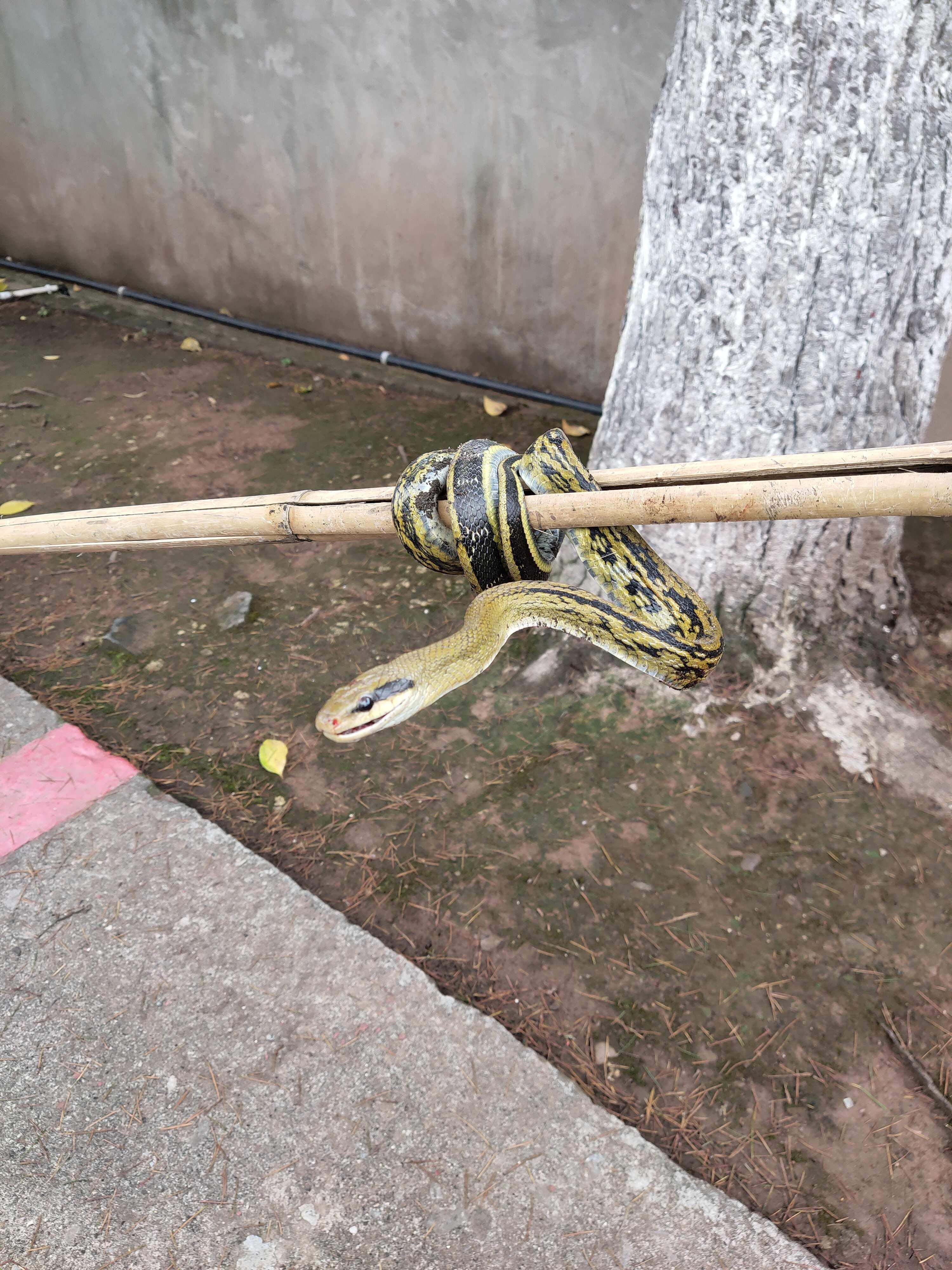  Catch a wild cauliflower snake