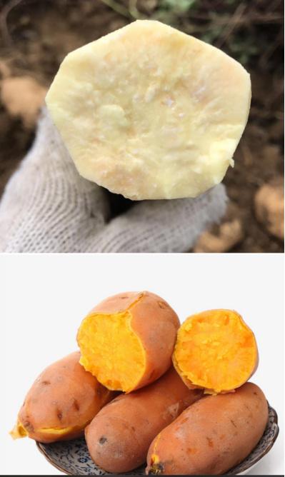  Technological changes behind baked sweet potatoes